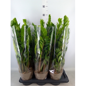 Zamioculcas zamiifolia