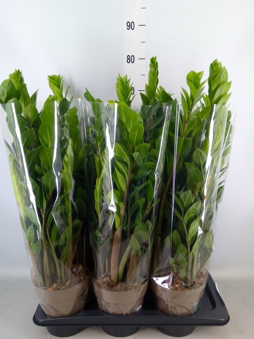 <h4>Zamioculcas zamiifolia</h4>