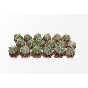 Astrophytum Ornatum