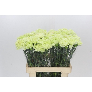 Dianthus St Lady Moe