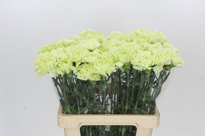 <h4>Dianthus St Lady Moe</h4>