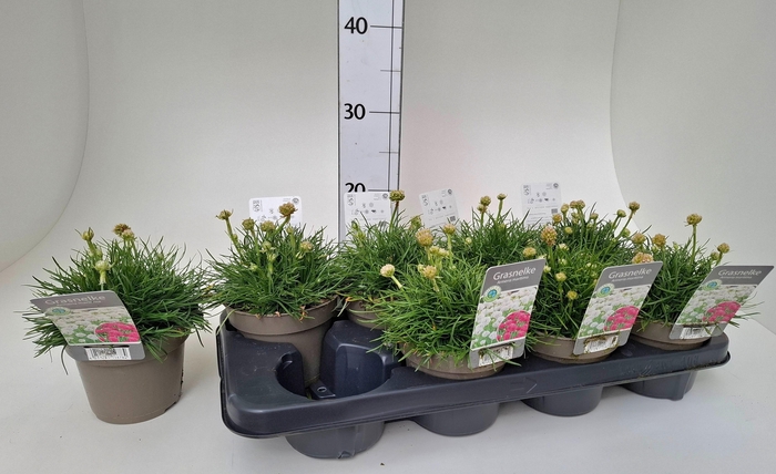 arr8 Armeria Maritima White