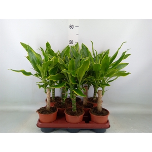 Dracaena frag. 'Golden Coast'