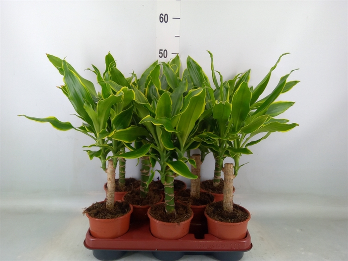 <h4>Dracaena frag. 'Golden Coast'</h4>