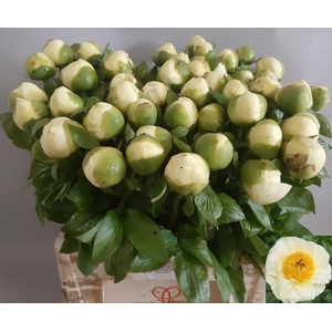 PAEO LEMON CHIFFON
