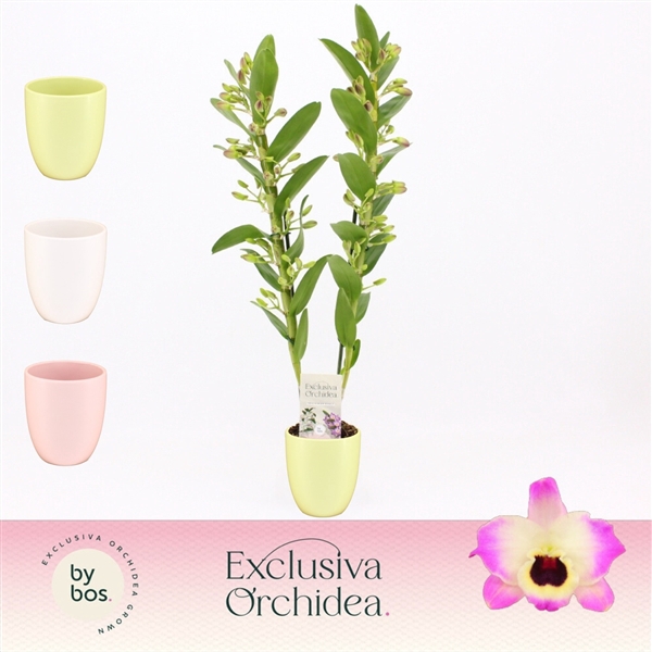 <h4>Dendrobium nobile 'Sunny Eyes'</h4>