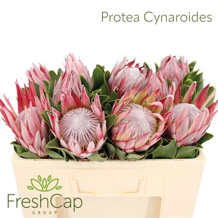 <h4>Protea Cynaroides</h4>
