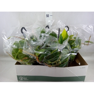 Philodendron scand. 'Brasil'