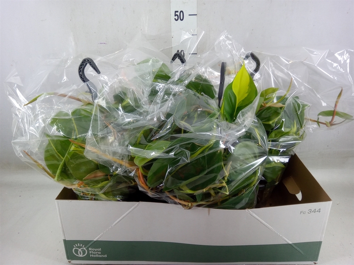 <h4>Philodendron scand. 'Brasil'</h4>