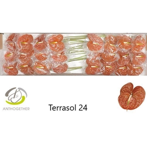 ANTH A TERRASOL 24 Smart P