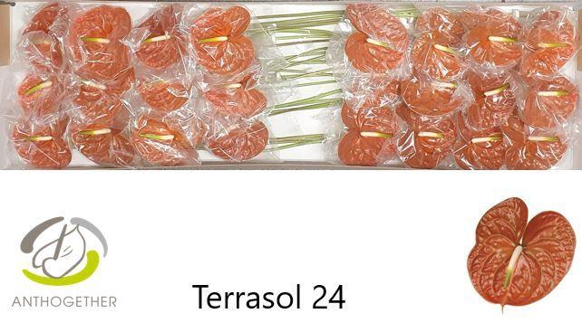 <h4>ANTH A TERRASOL 24 Smart P</h4>