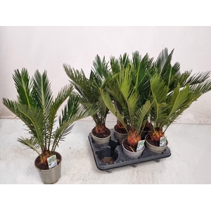 CYCAS REVOLUTA