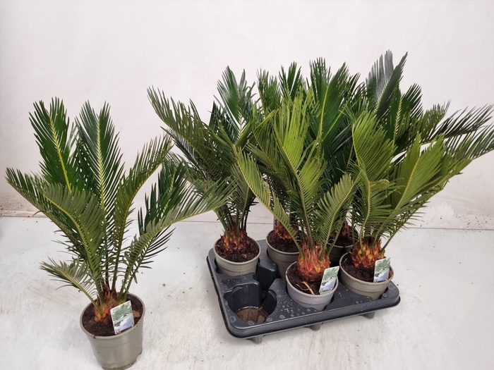 <h4>CYCAS REVOLUTA</h4>