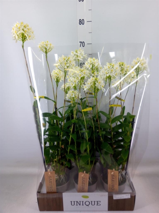 <h4>Epidendrum   ...</h4>