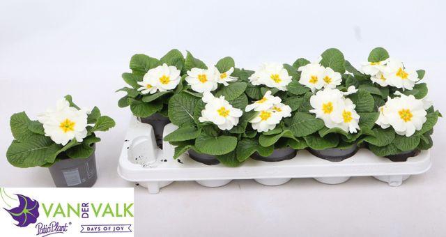 <h4>PRIM ACAULIS WHITE</h4>