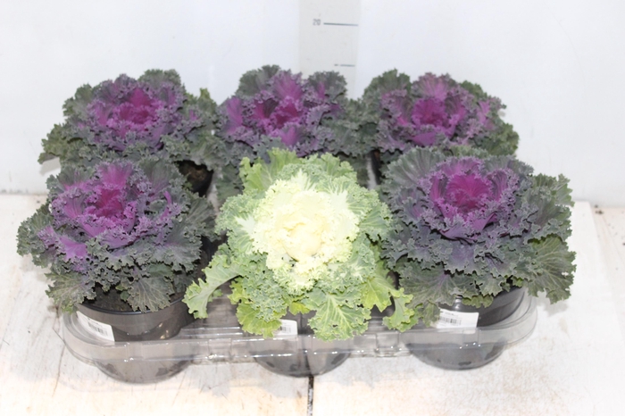 <h4>BRASSICA OLERACEA NAGOYA P15 VARIADO</h4>