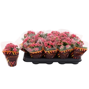 Kalanchoe Calandiva Weaver