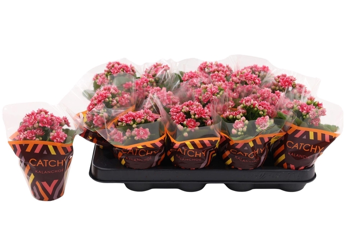 <h4>Kalanchoe Calandiva Weaver</h4>
