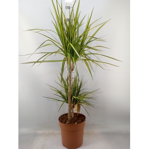 Dracaena marg. 'Sunray'