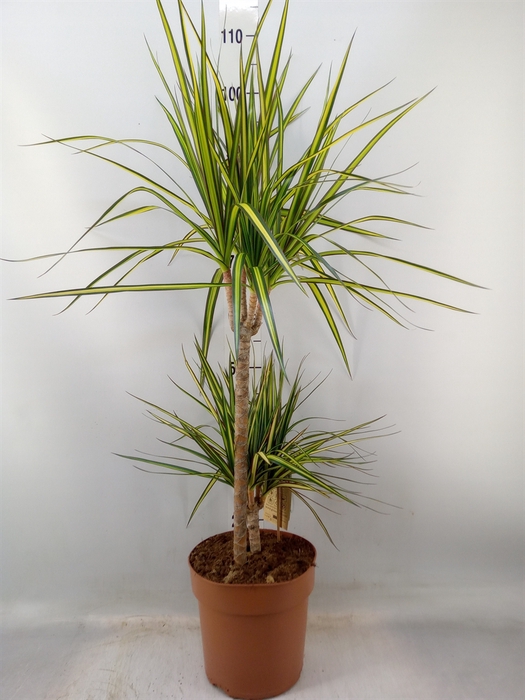<h4>Dracaena marg. 'Sunray'</h4>