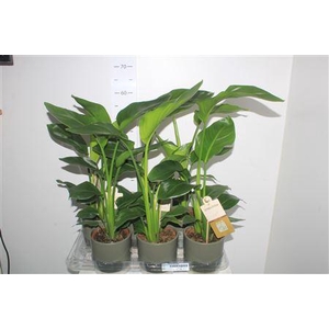 Strelitzia Nicolai Keramiek