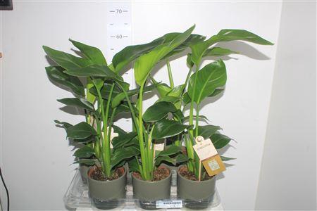 <h4>Strelitzia Nicolai Keramiek</h4>