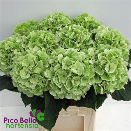 <h4>Hydr M Ch Ver Cl Green 80cm</h4>