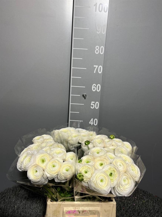 <h4>Ran Suc 1st White</h4>