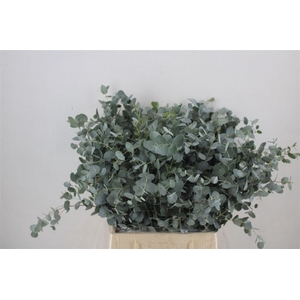 Euca Gunny Short 150gr P Bunch