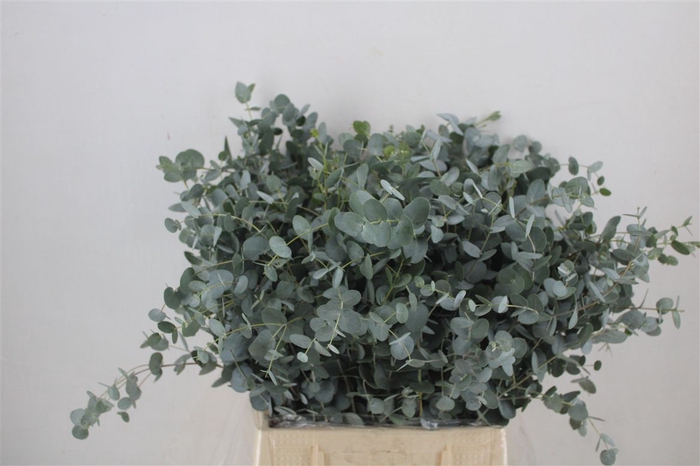 <h4>Euca Gunny Short 150gr P Bunch</h4>