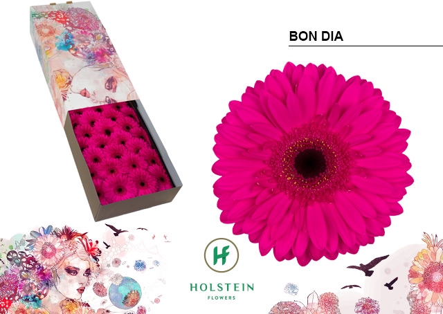 <h4>Gerbera Bon Dia Doos</h4>