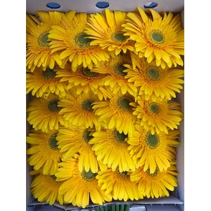 Gerbera Gr Yellow