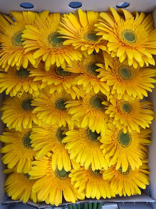 <h4>Gerbera Gr Yellow</h4>