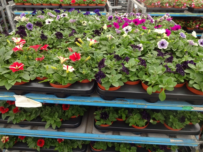 <h4>PET MIXK stock</h4>