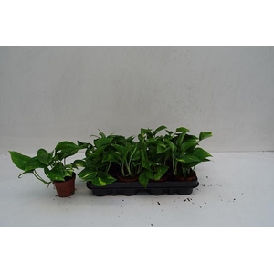 EPIPR AUREUM