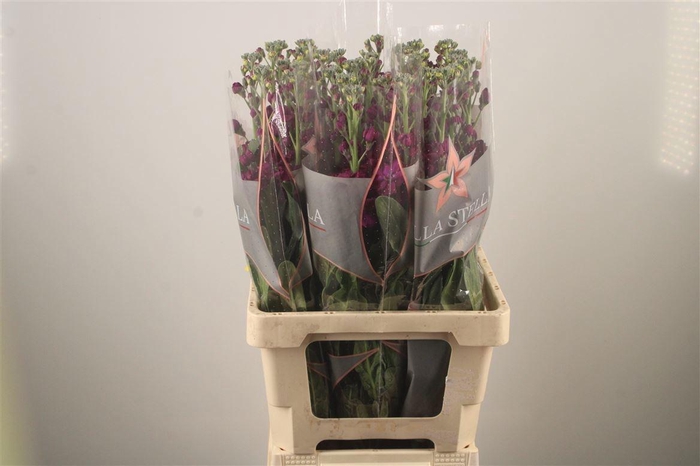 <h4>MATTH PHANT PURPLE</h4>