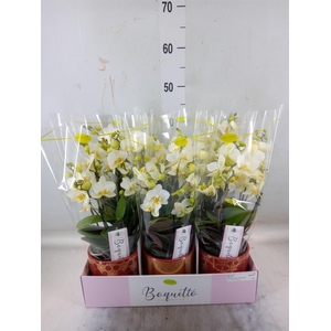 Phalaenopsis multi.   ...white