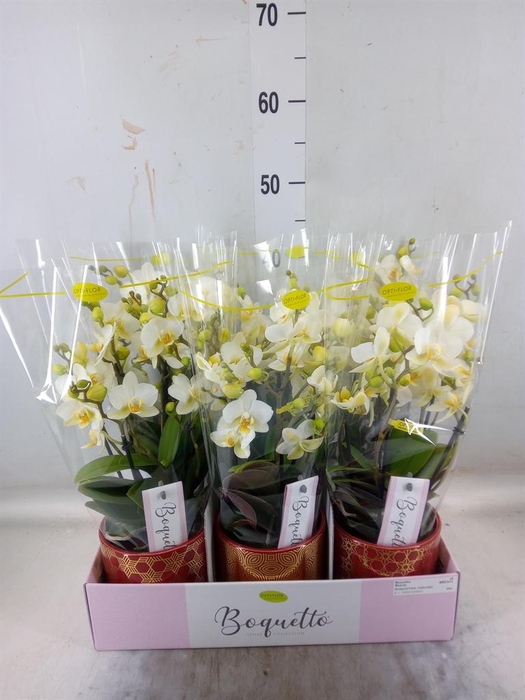 <h4>Phalaenopsis multi.   ...white</h4>