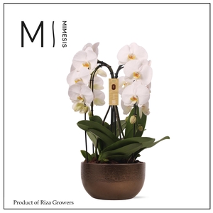 Mimesis Phal. Arrangement Crown White - 4 spike 26cm in Saskia Bronze ceramic