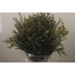 Euc Parvifolia Per Bunch 300 Gram Ex