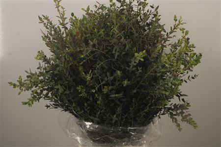 <h4>Euc Parvifolia Per Bunch 300 Gram Ex</h4>