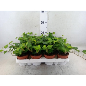 Hedera helix 'Wonder'