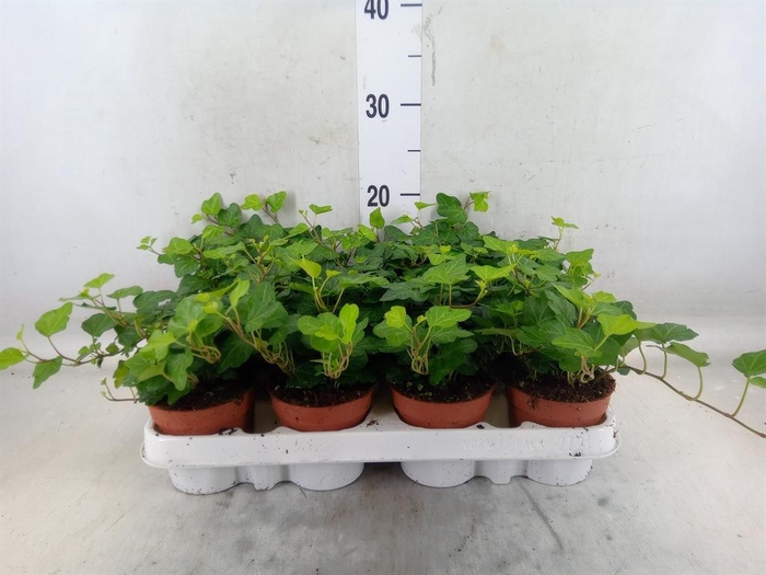 <h4>Hedera helix 'Wonder'</h4>