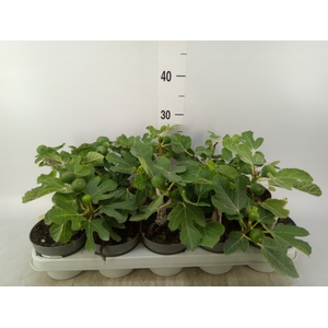Ficus carica
