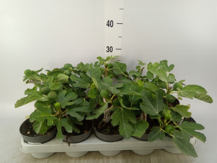 <h4>Ficus carica</h4>