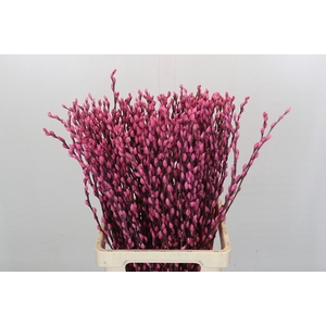 Salix Caprea Snow Flake P. Pink