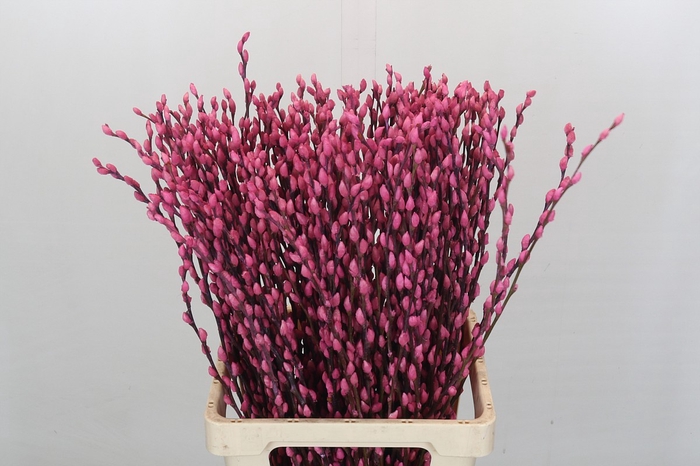 <h4>Salix Caprea Snow Flake P. Pink</h4>