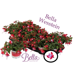 Bella Fuchsia lydia ( Hang ) 2