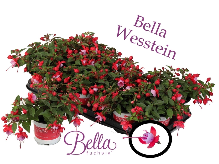 <h4>Bella Fuchsia lydia ( Hang ) 2</h4>