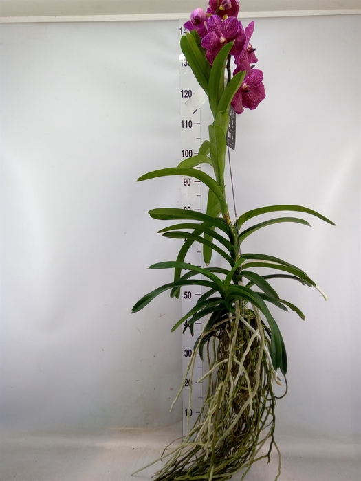 Vanda  hybriden